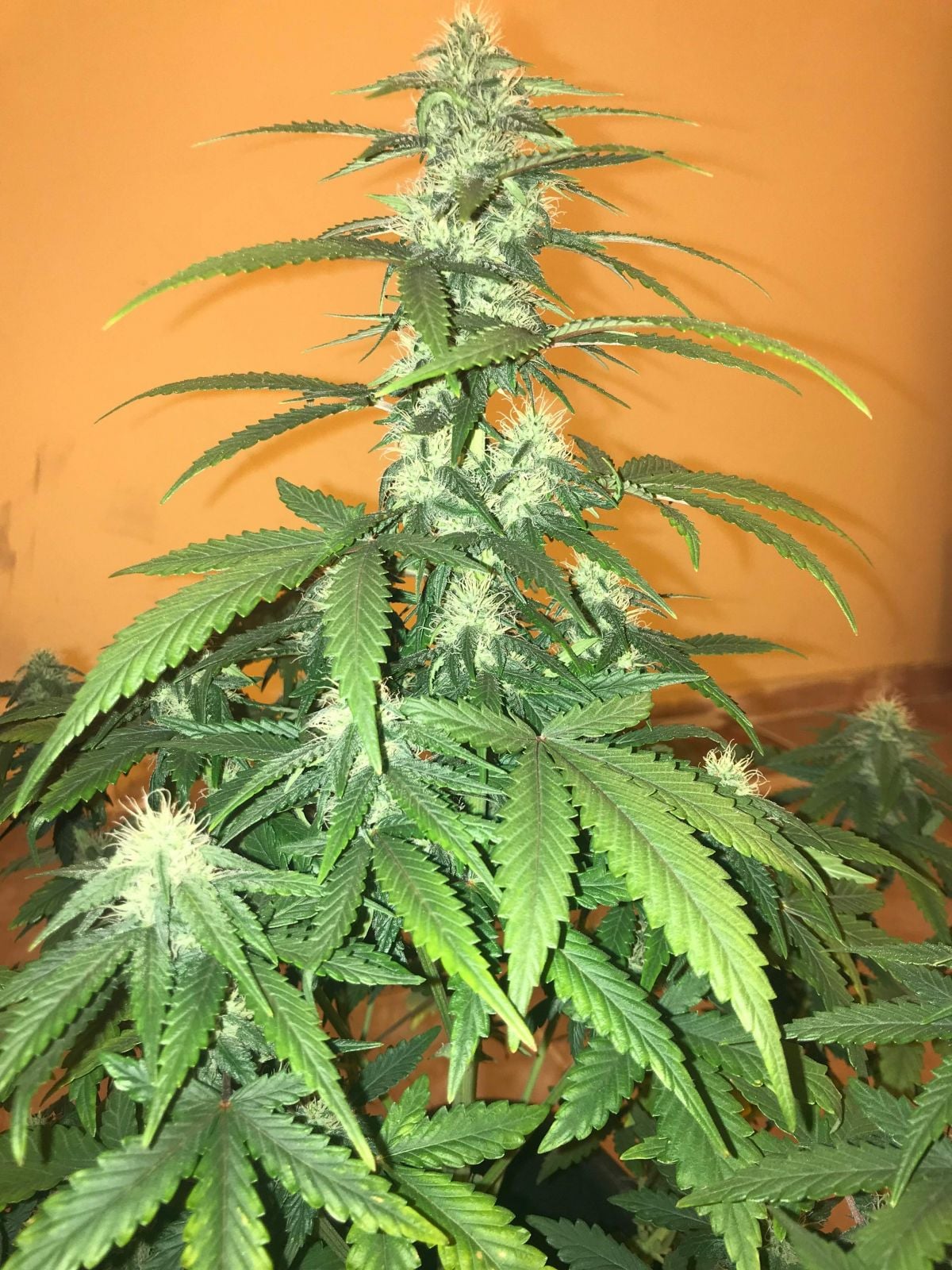 fastbuds week 7 gg by fastclub