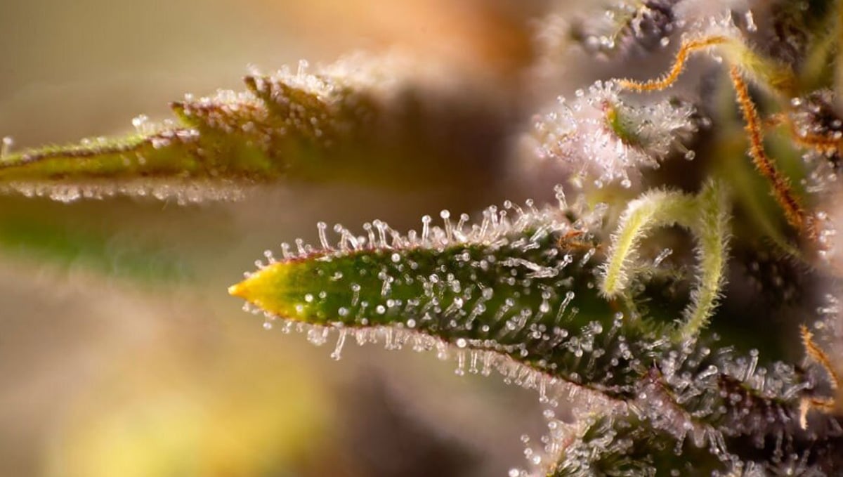 What Is Kief And Best Ways To Use It: Lots of Trichomes on Buds