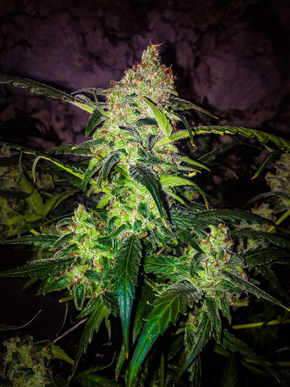 The History of the Zkittlez Autoflowering Strain: Zkittlez Auto by Fast Buds