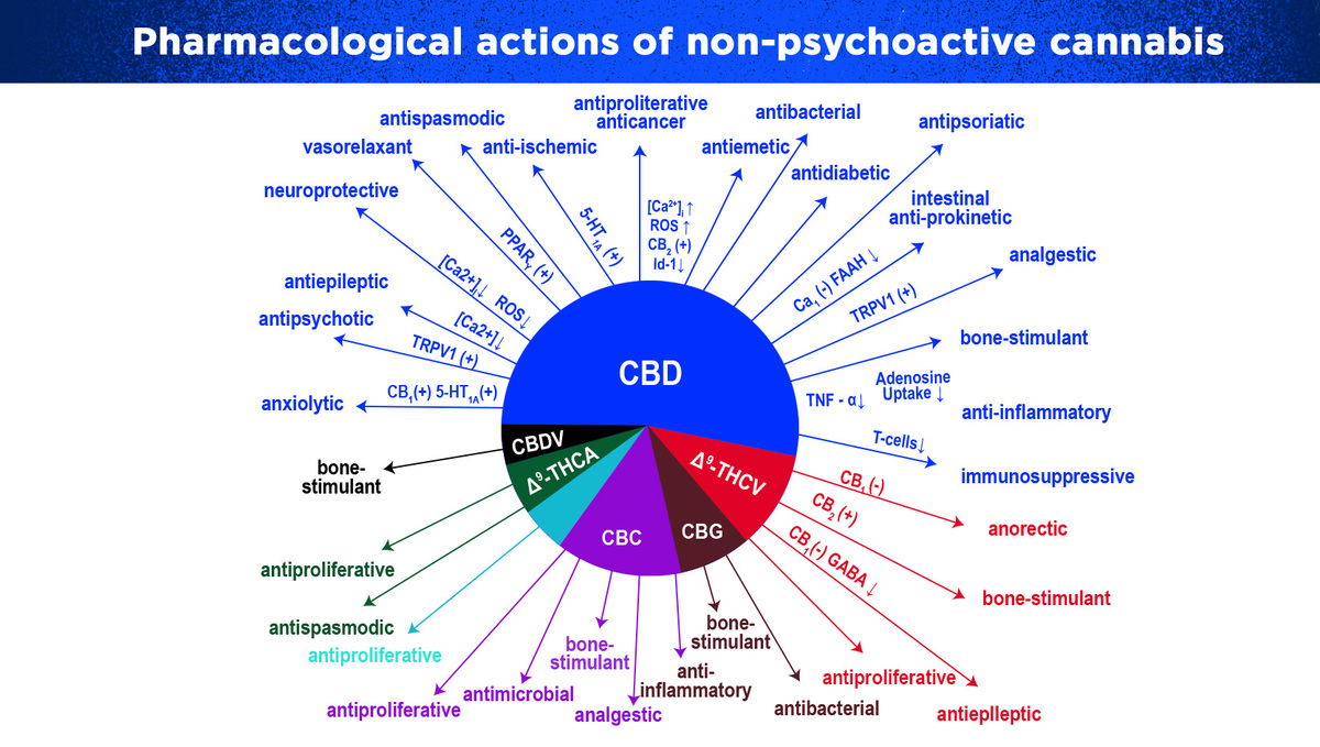 Can Medical Cannabis Relieve Chronic Pain?: Pharmacological Actions of Cannabis Components