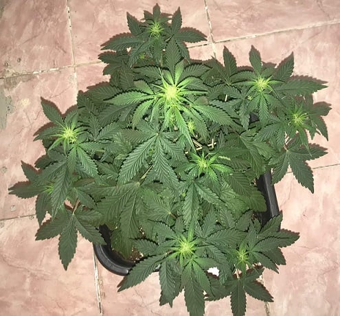 fastbuds GG week 4 by fastclub