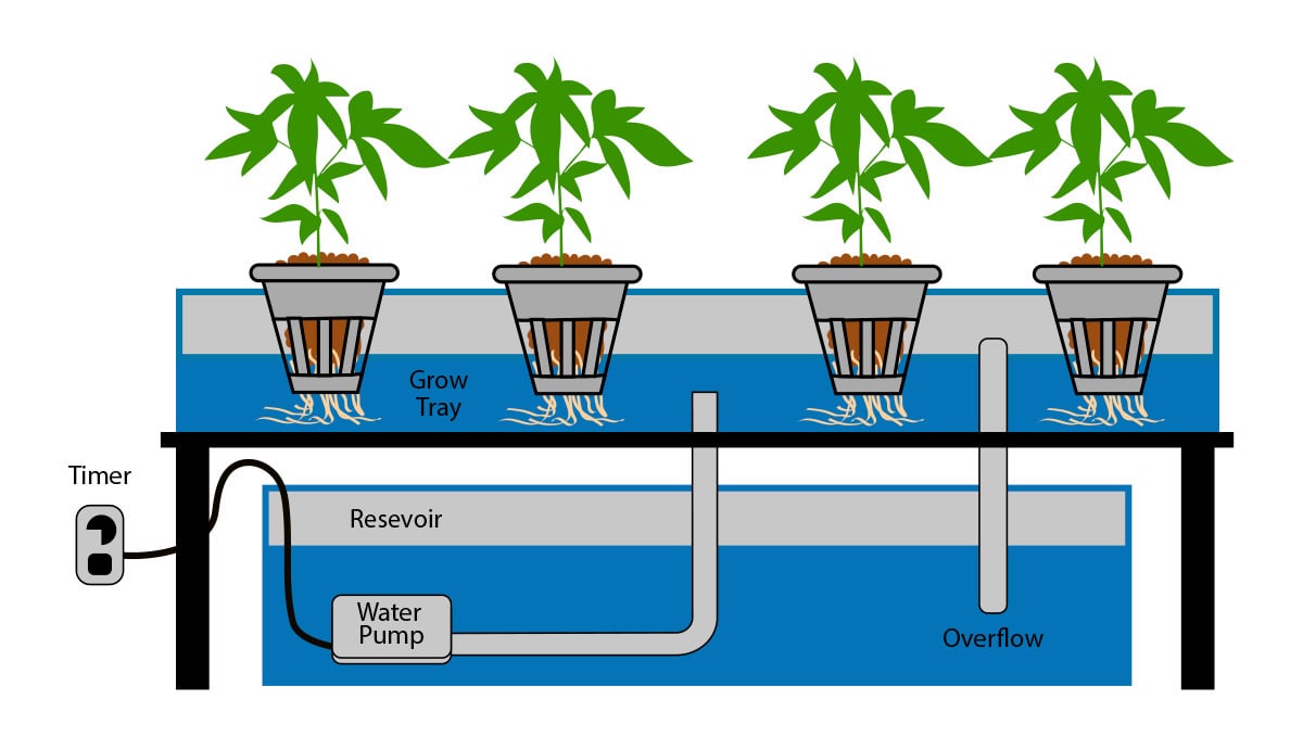 Autoflowering cannabis in hydro: ebb and flow and continuous flow