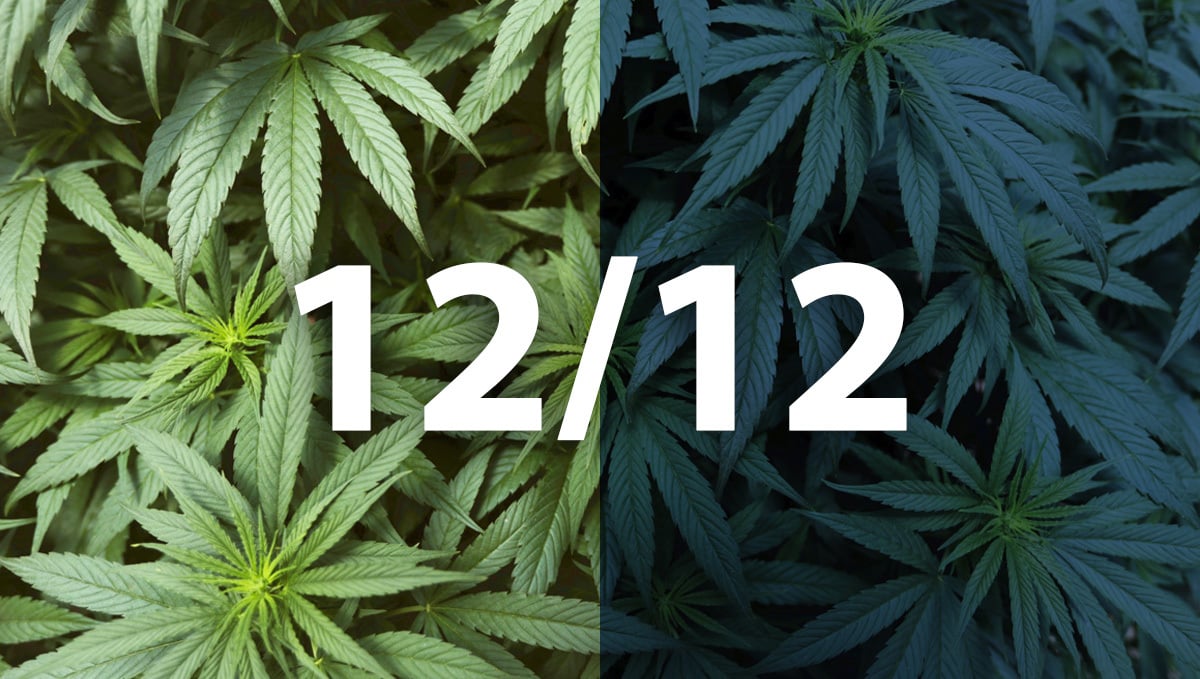 Best Light Schedule for Autoflowers: 12/12 Light Cycle for cannabis plants