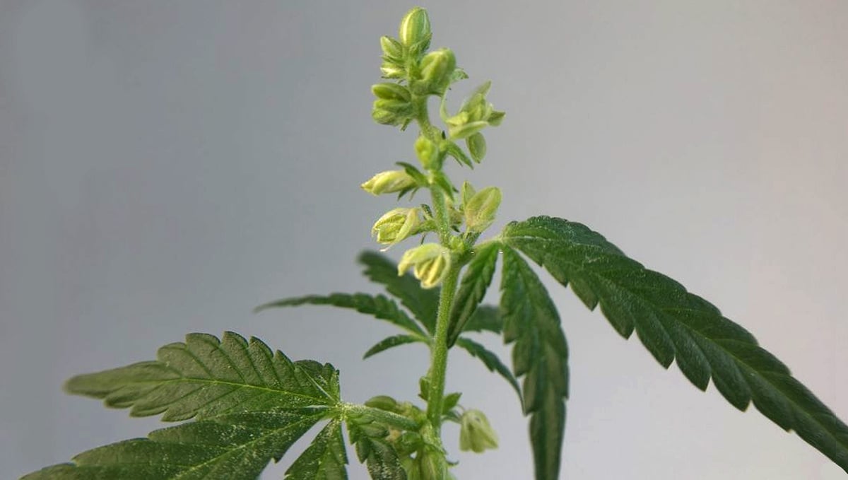 How to produce cannabis seeds: Pollen Sac on Male Cannabis Plant