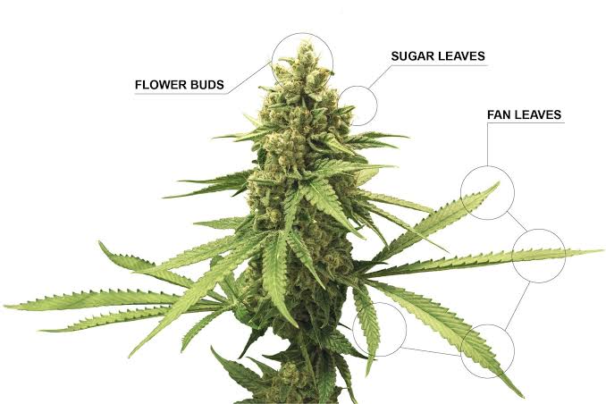 How to Use Sugar Leaves? | Fast Buds