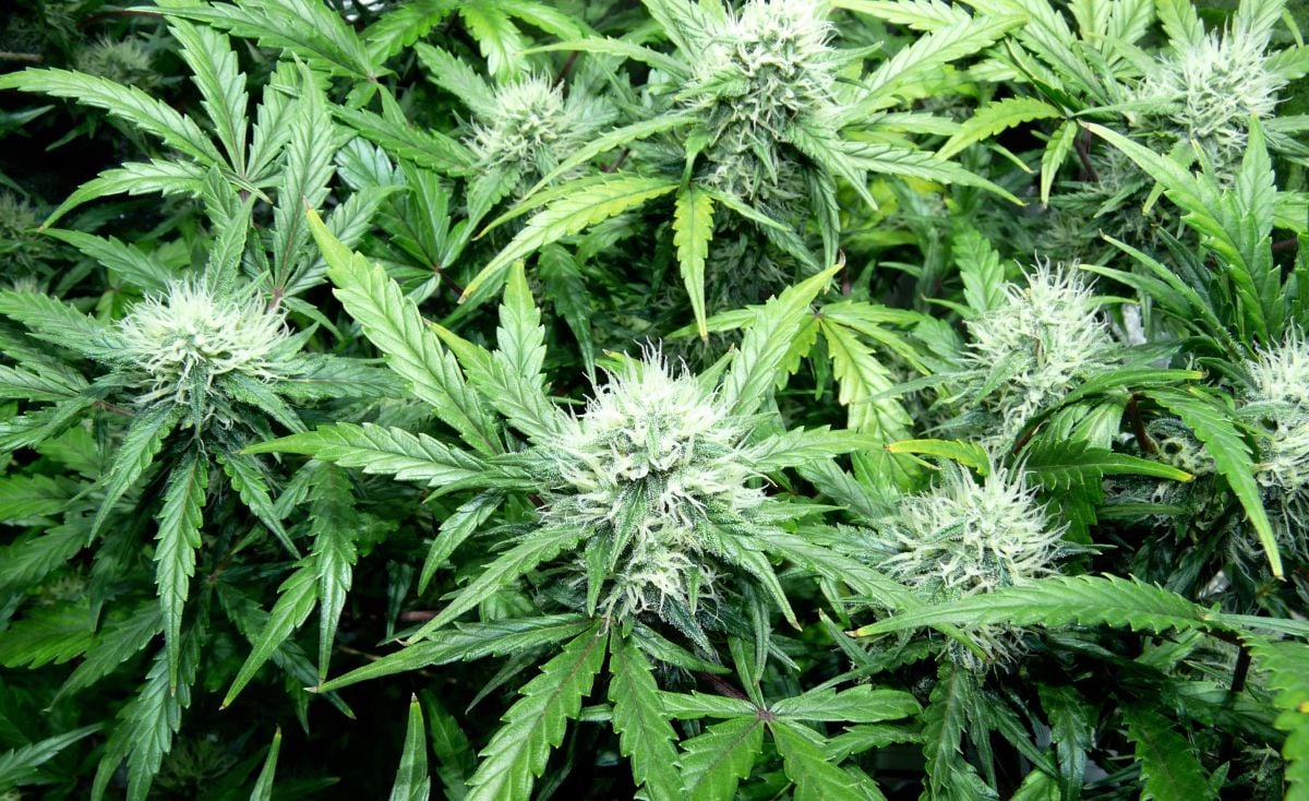 Can I grow Autoflowering Cannabis Outdoors?: Fast Buds plants