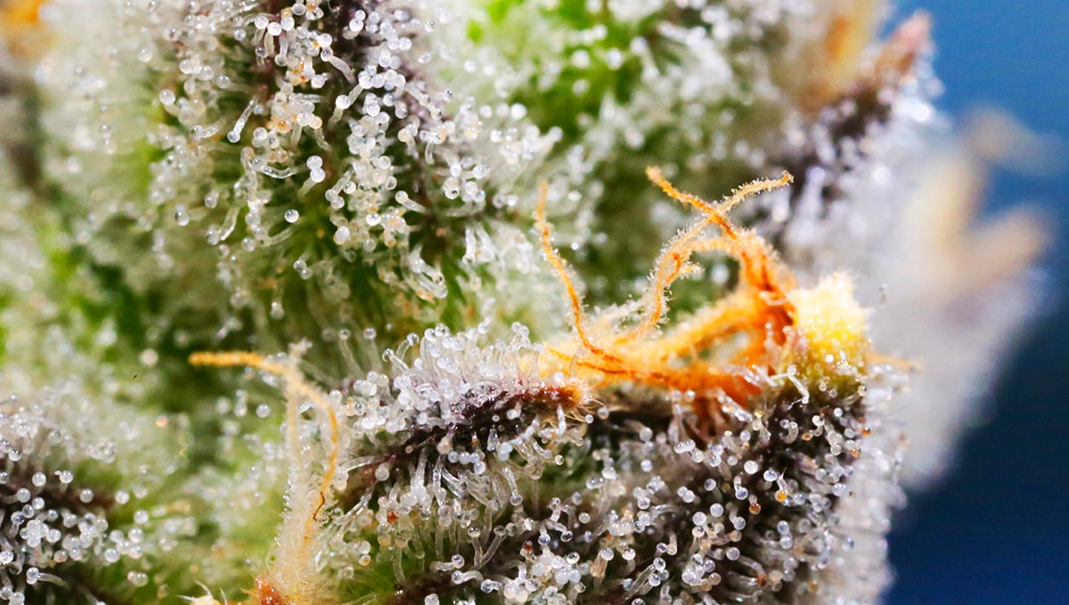 Terpenes are the cause of weed smell and flavor.