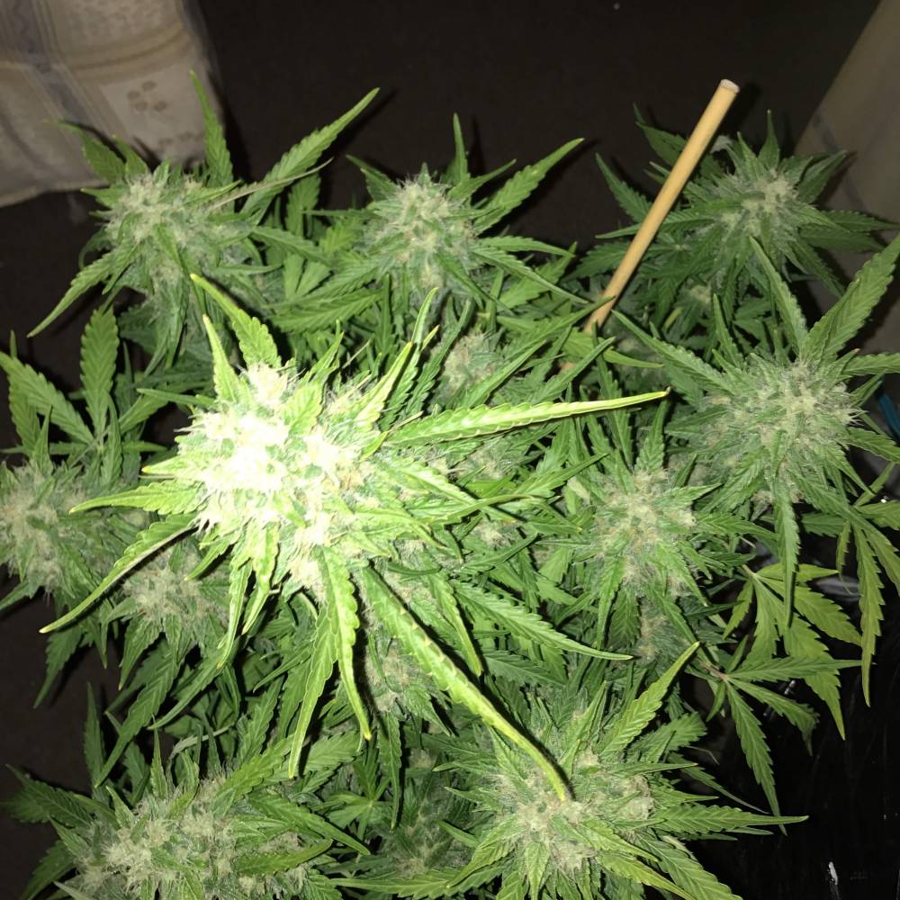 Top 5 Cheap Autoflowering Seeds: Tangie Auto by Fast Buds