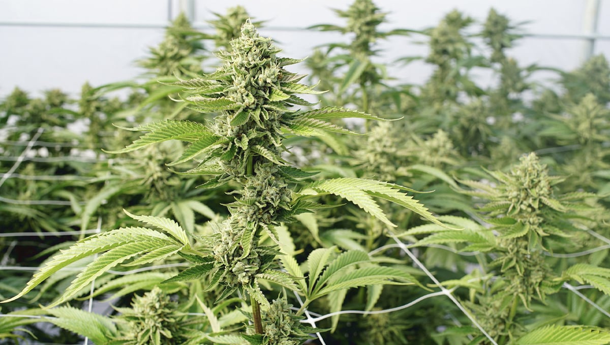 What is pH Level and Why it's Important for Growing Cannabis