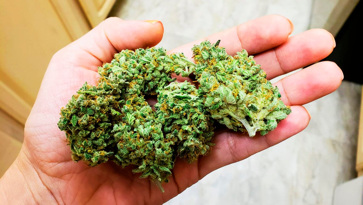 Indoor buds will result denser than outdoor's. Indoor buds will result denser than outdoor's.