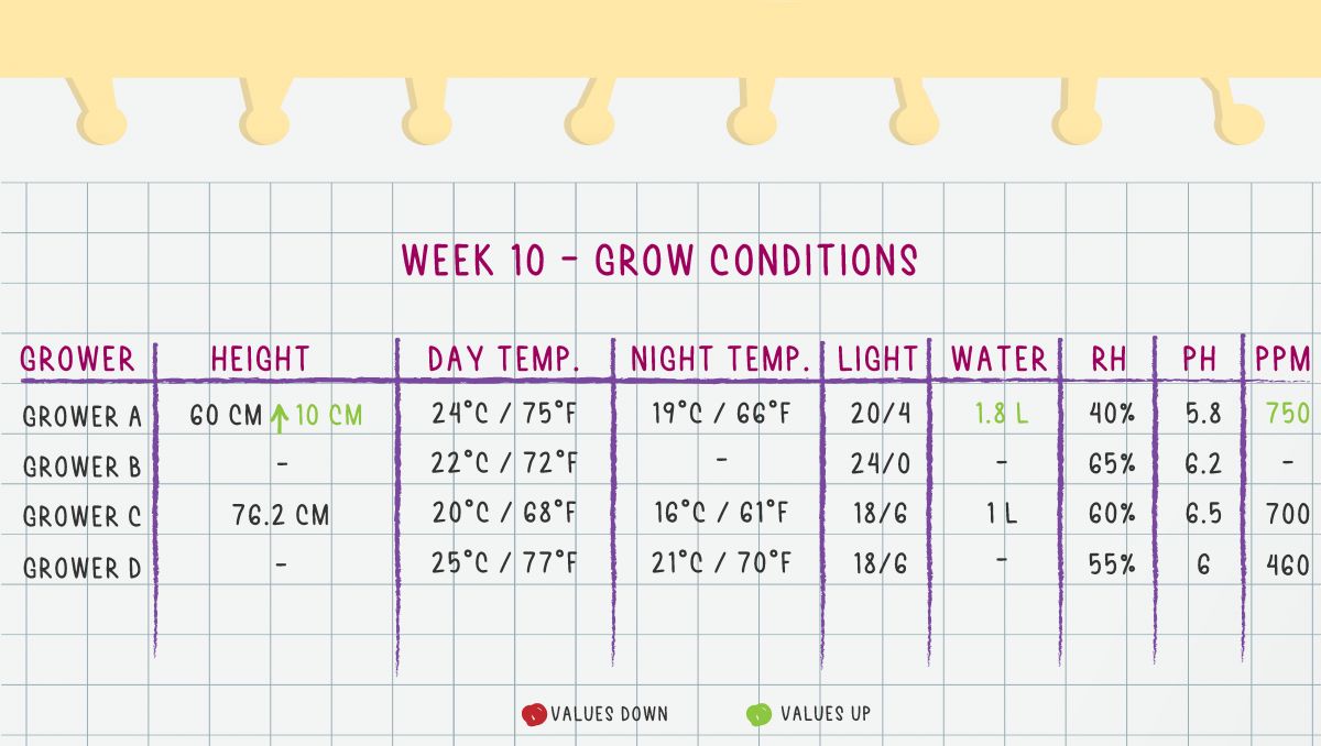 Gorilla Cookies Auto Cannabis Strain Week-by-Week Guide: Week 10 Grow Conditions
