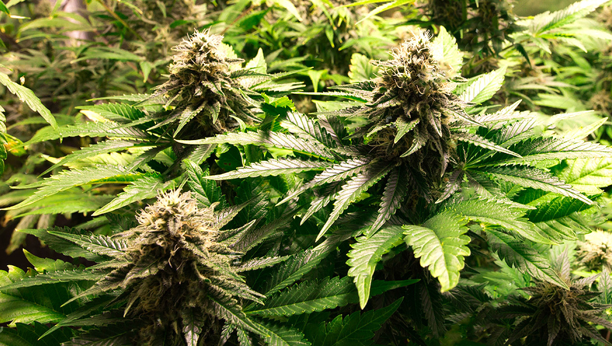 Varietà di Cannabis Autofiorenti: Pro e Contro - Semi di Cannabis  Autofiorenti Fast Buds