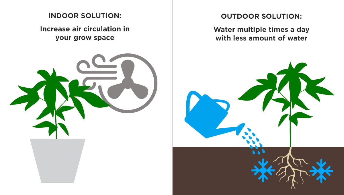 Autoflowering plant heat stress symptoms: heat stress from high temperatures - solution