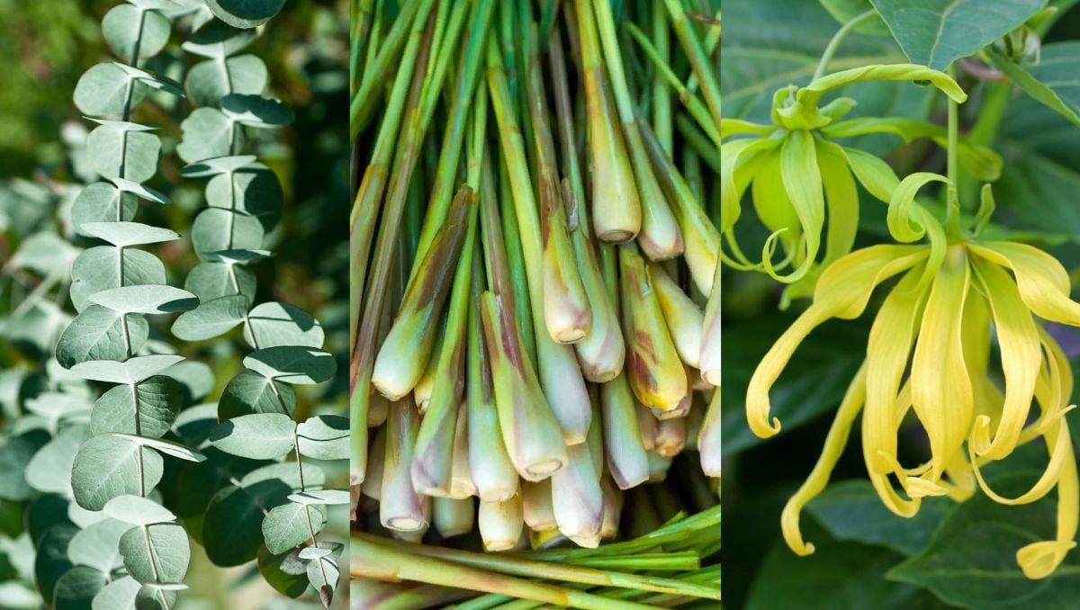 Myrcene is commonly found in lemongrass, eucalyptus and ylang-ylang.