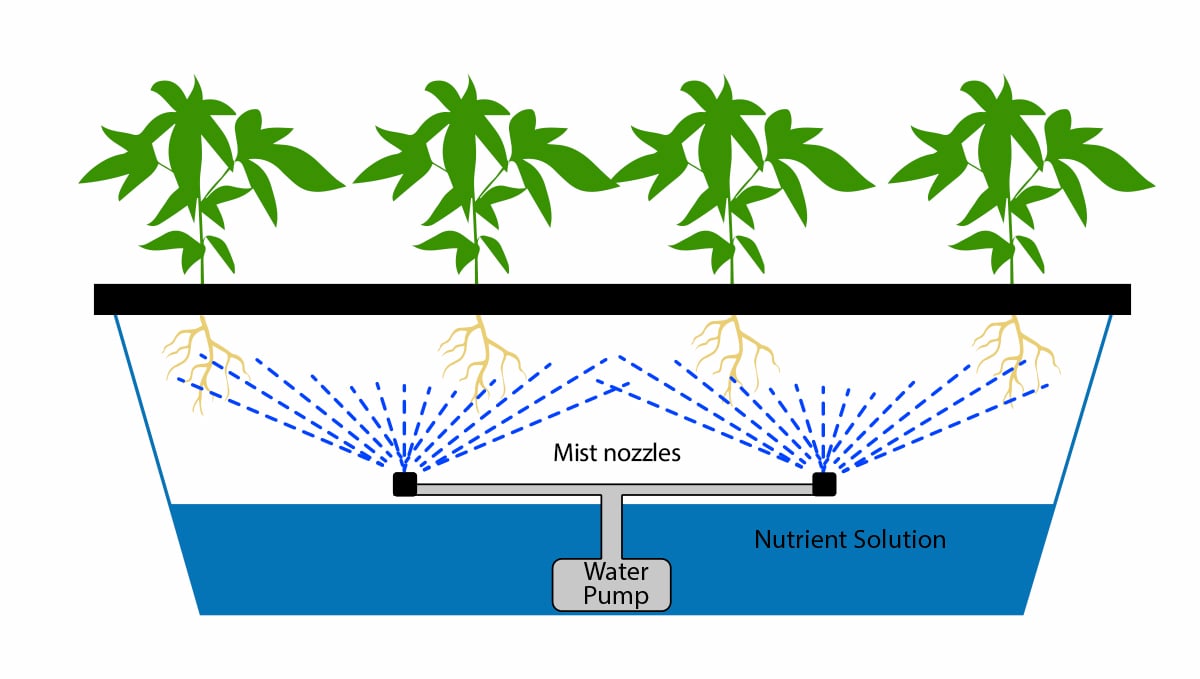 Autoflowering cannabis in hydro: aeroponics