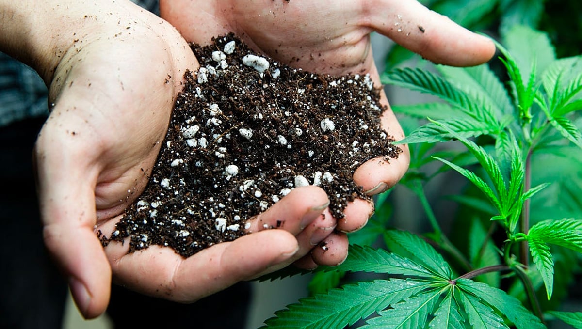 Growing Cannabis: Soil