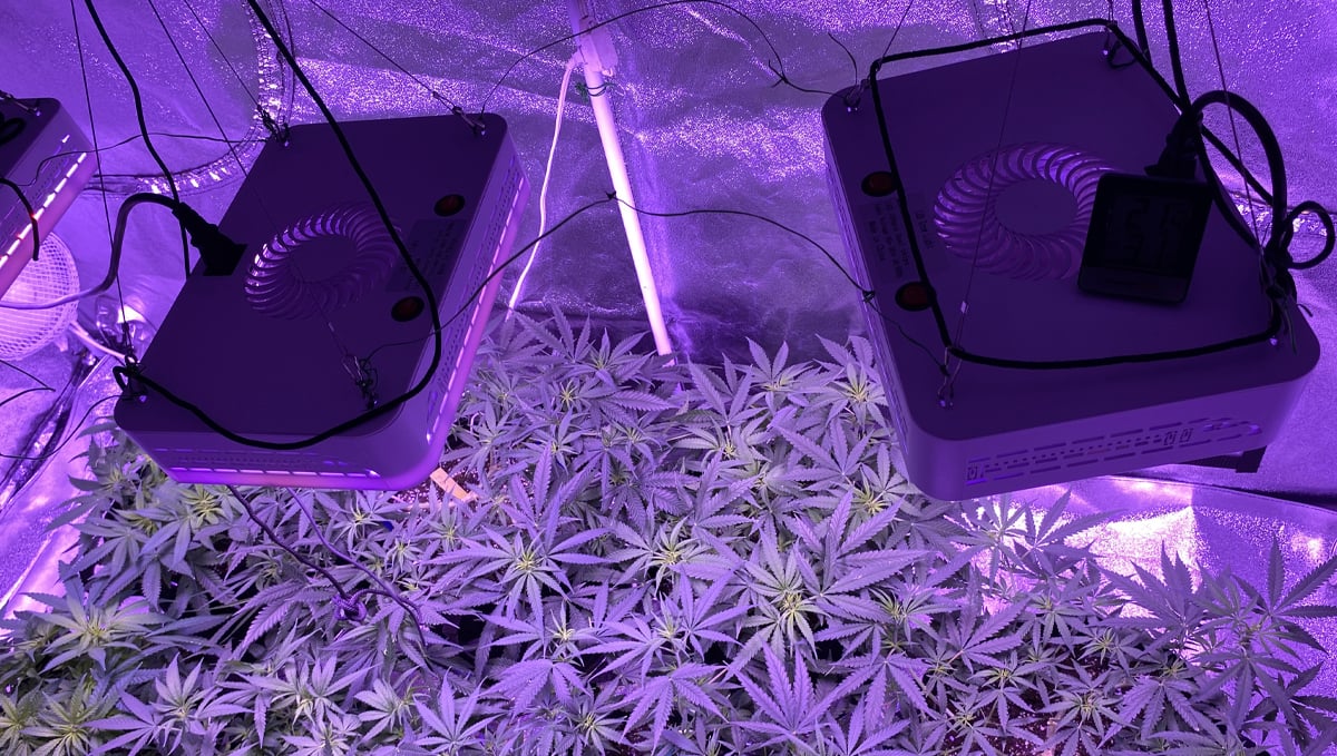 Basics of growing autos in soil: led