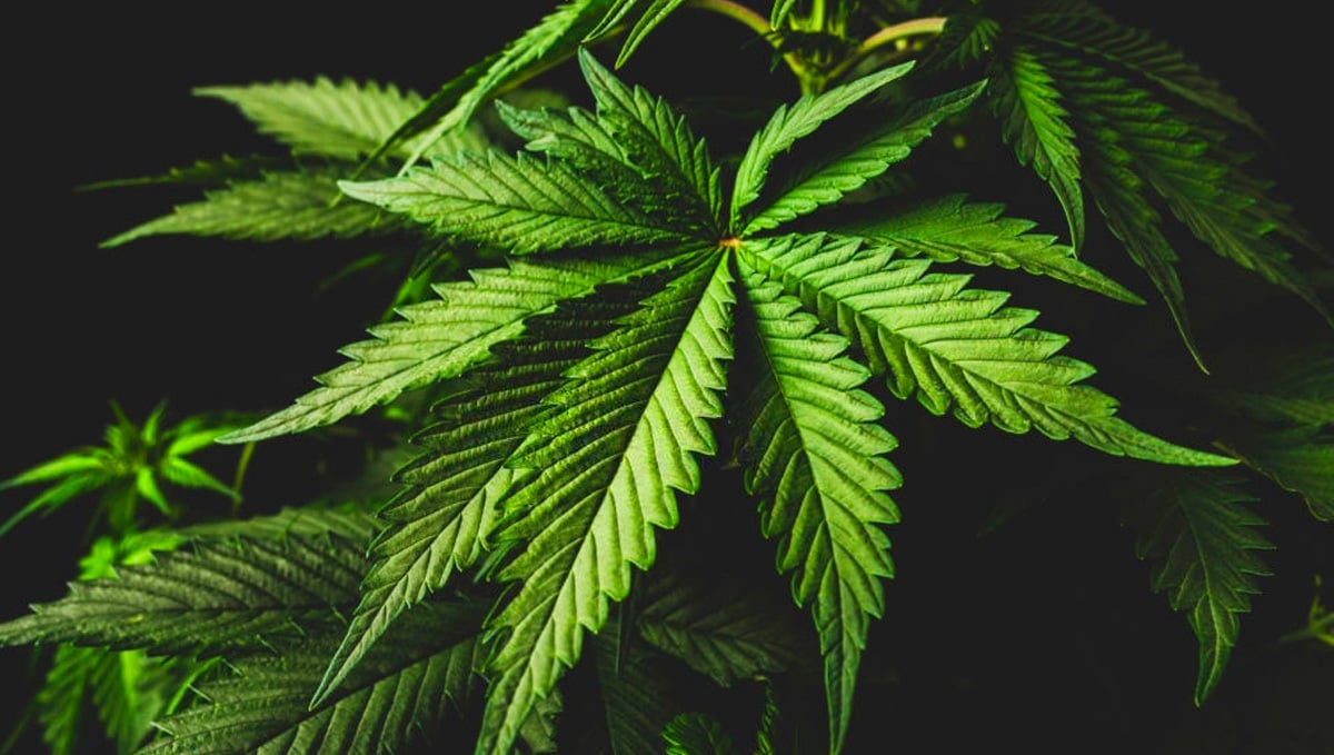 Tipi di Cannabis differenza tra Sativa Indica e Ruderalis e gli Ibridi