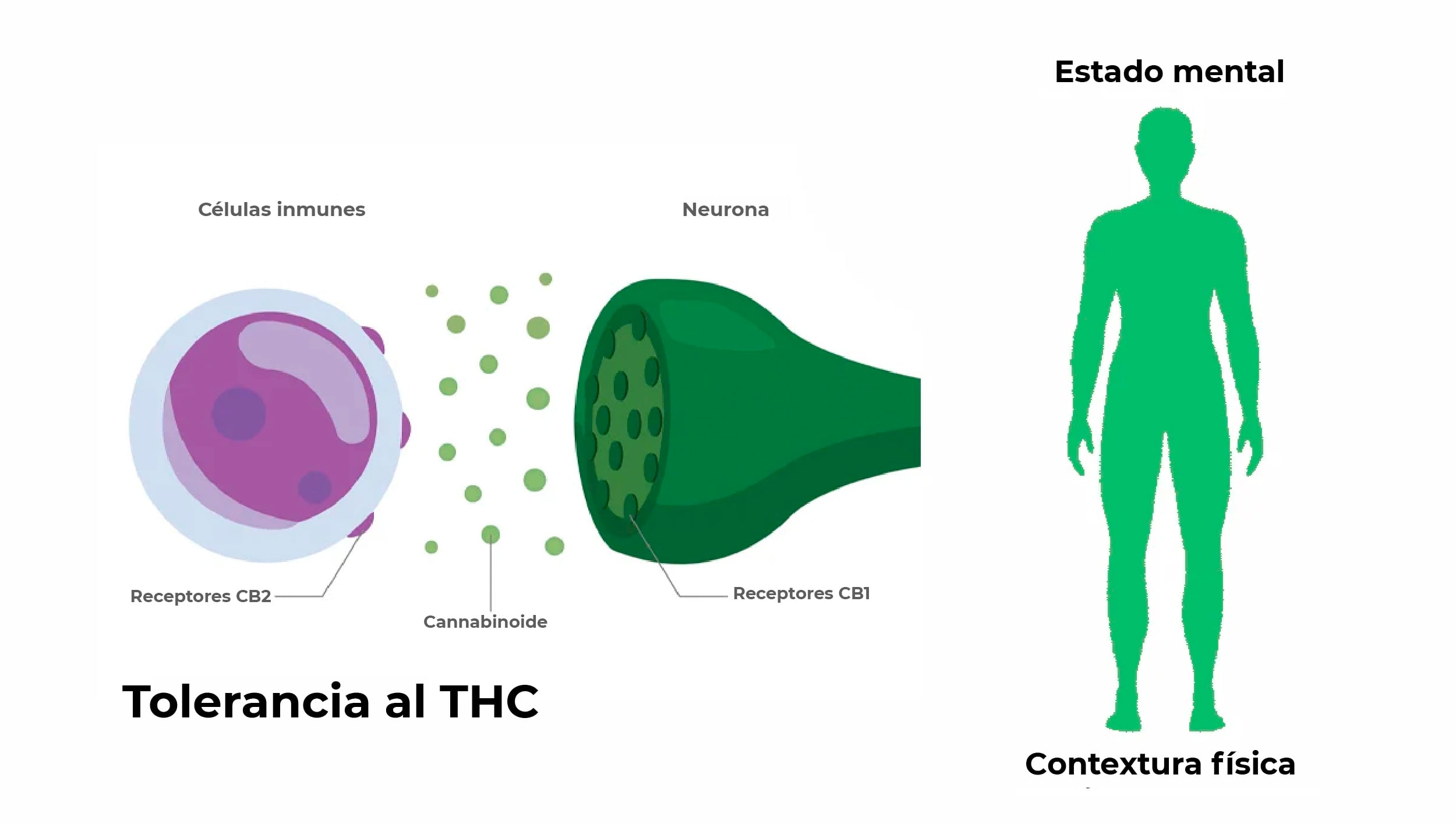 Factores que influencian la tolerancia al THC.