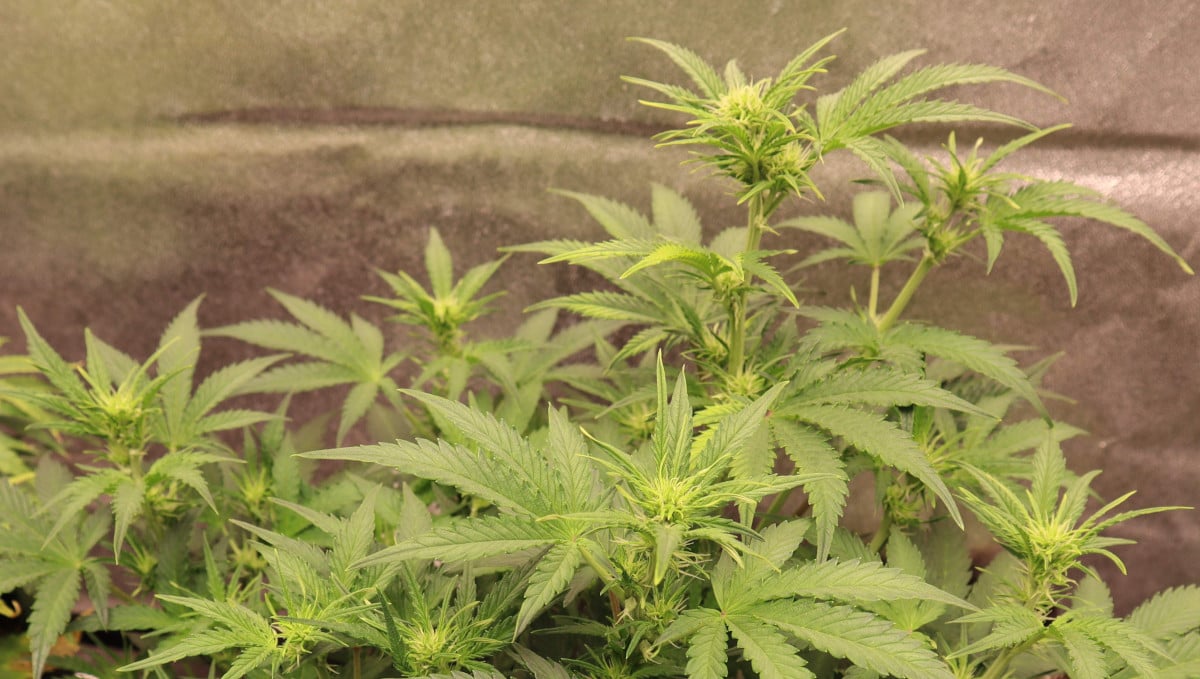 Orange Sherbet Auto Cannabis Strain Week-by-Week Guide: A weed plant at the beginning of flowering
