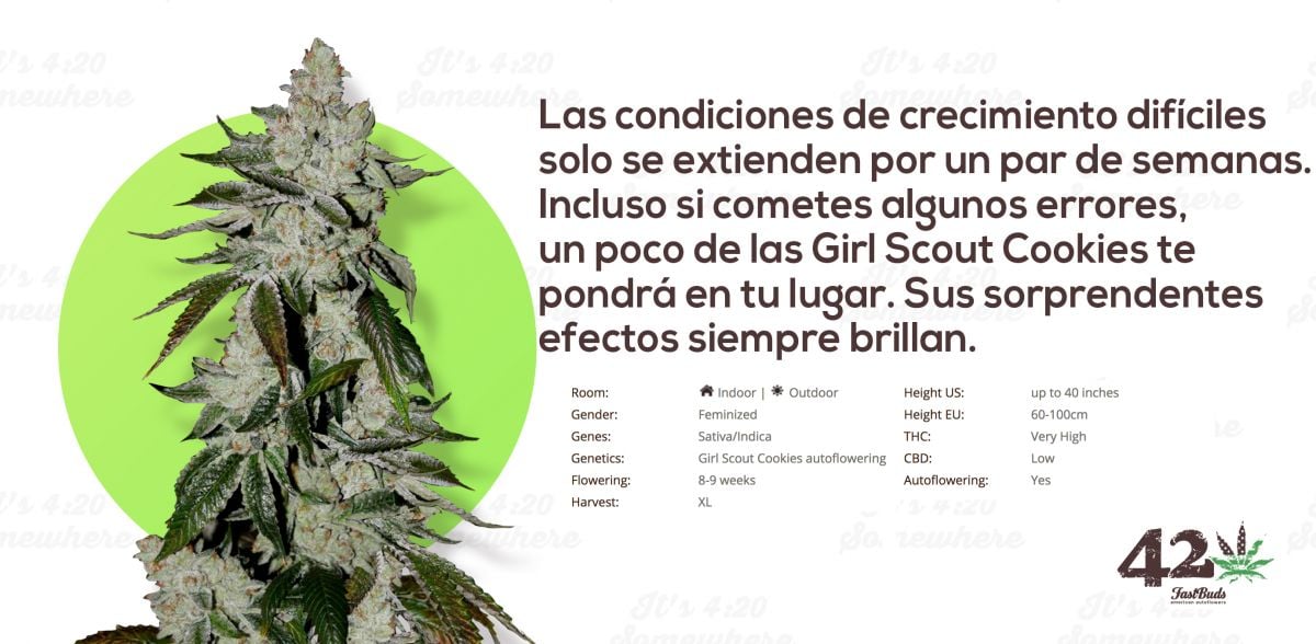 Fast Buds' Autoflower Girl Scout Cookies