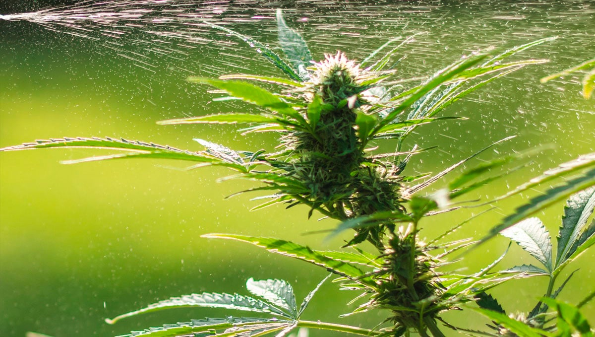 Osprchujte rostliny konopí vodou, abyste odstranili škůdce smrdutého brouka.