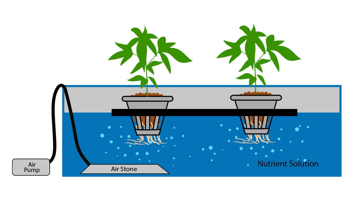 Autoflowering cannabis in hydro: dwc