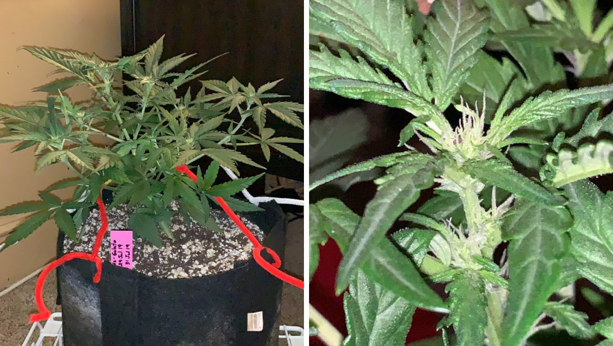 Gelato Auto Cannabis Strain Week-by-Week Guide: An LSTd autoflower with first female hairs