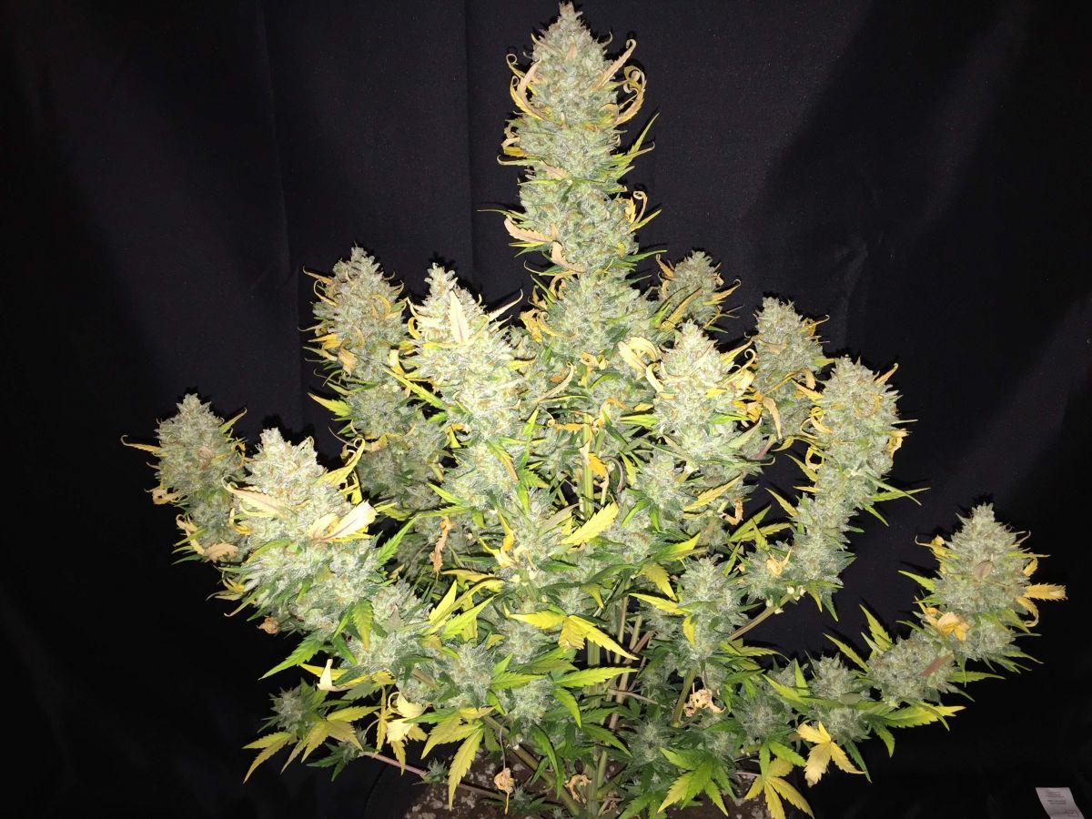 Top 5 Best Autoflowering Strains For Focus: Mexican Airlines Auto