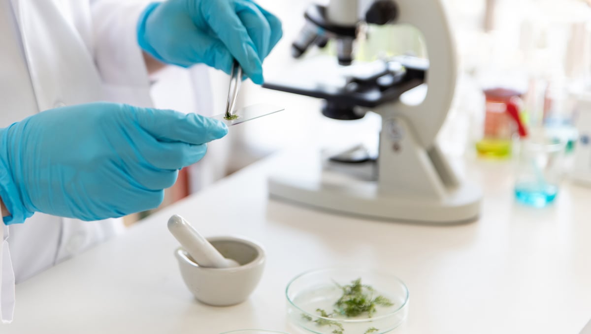 Cannabis plant tissue culture: history