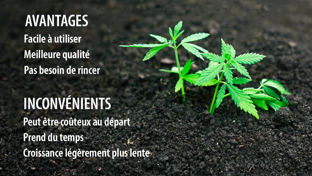 Super soil for cannabis plants: pros and cons
