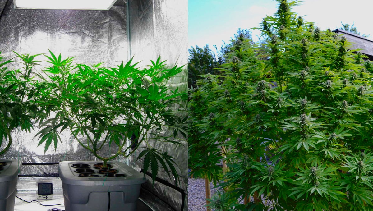 The differences between indoor and outdoor marijuana