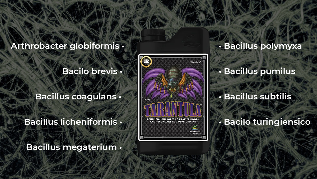 Tarantula_es.jpg Advanced nutrients for autoflowers: tarantula
