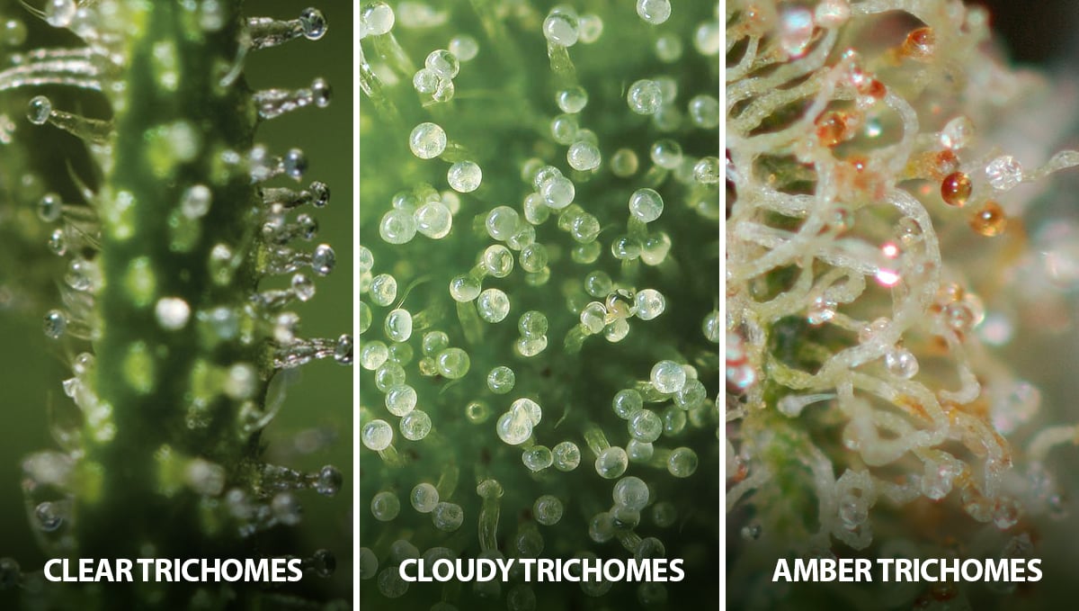 How to harvest autoflowers: state of the trichomes
