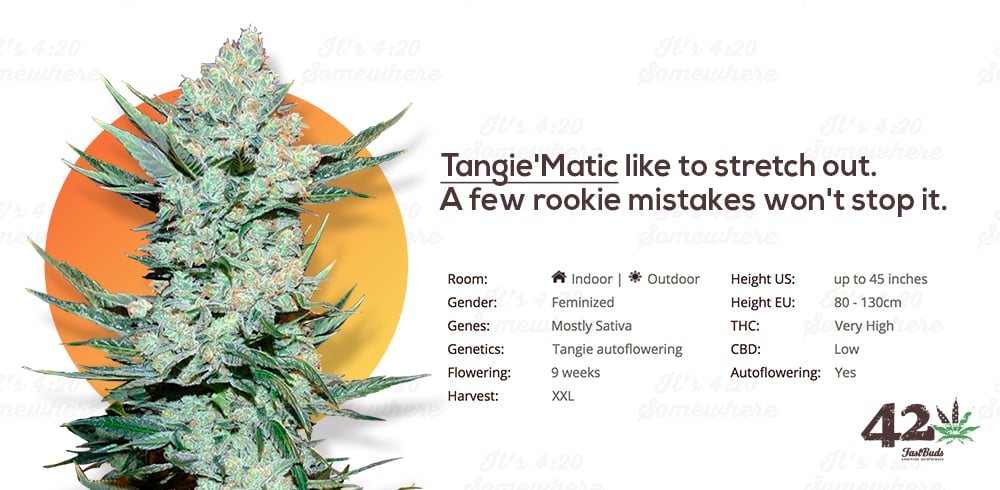Fast Buds' Autoflower Tangie, Tangie'Matic