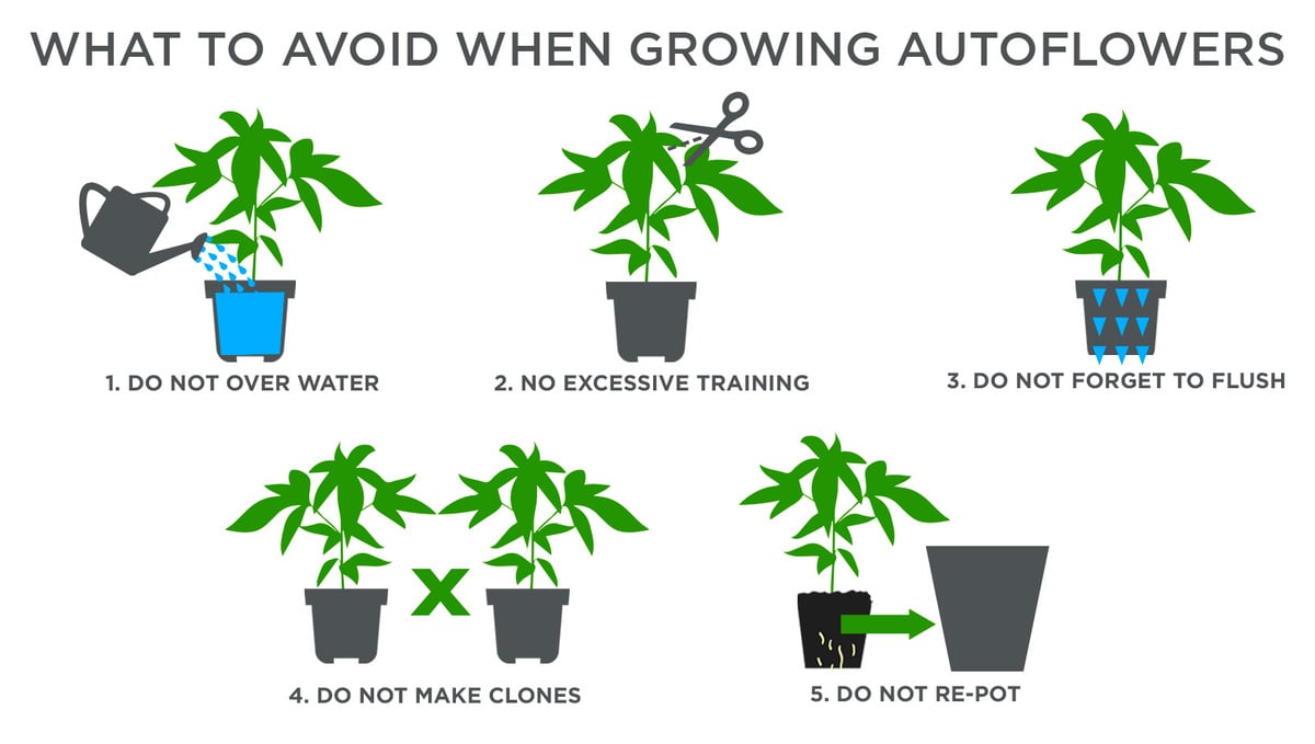 Top tips for growing autos in a greenhouse: what to avoid