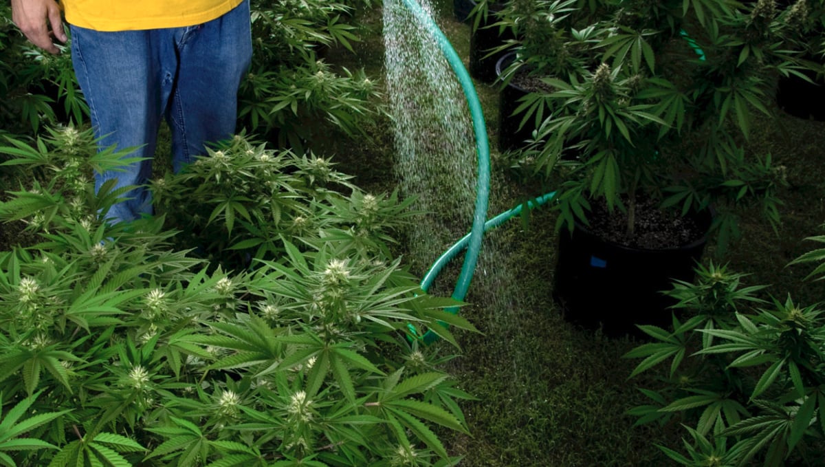 How to flush autoflowers: what is flushing?