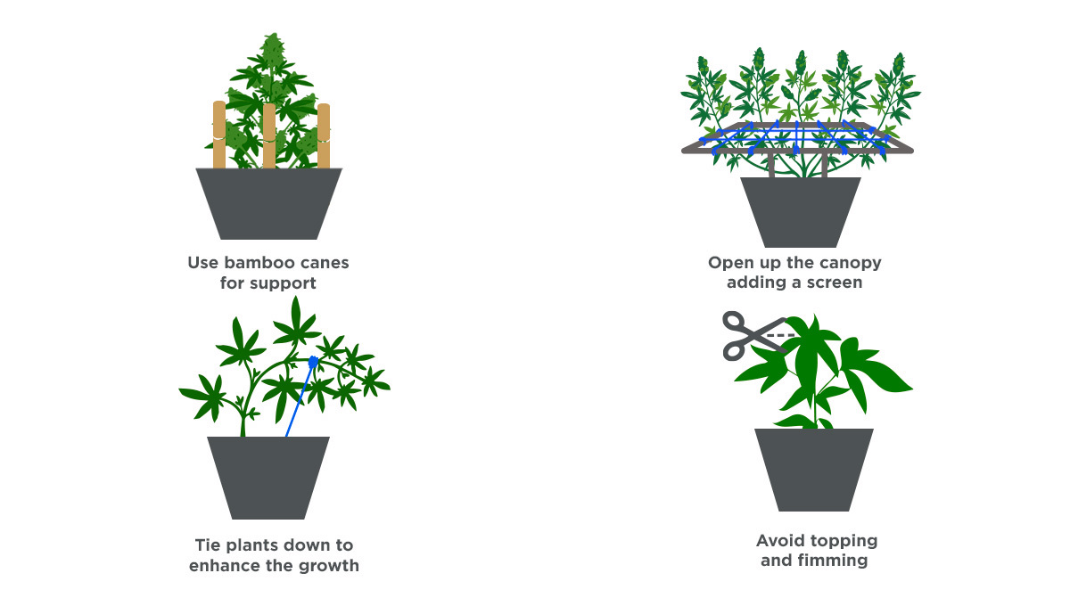 How To Grow Autoflowering Cannabis Outdoors TEST | Fast Buds