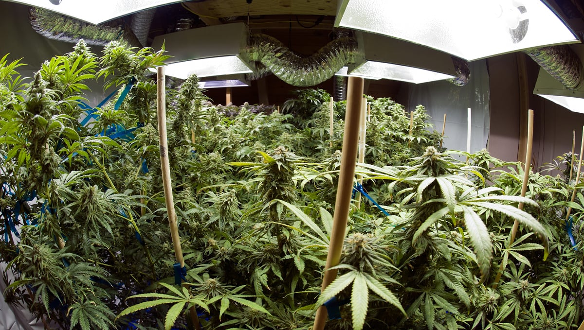 Increase Cannabis Yields With CO2: appropriate light fixture