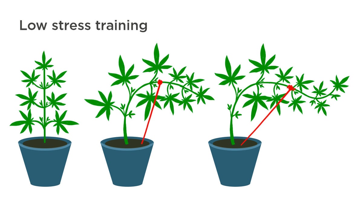 Can I Use Topping On Autoflowering Cannabis Plants?: Low Stress Training Graph