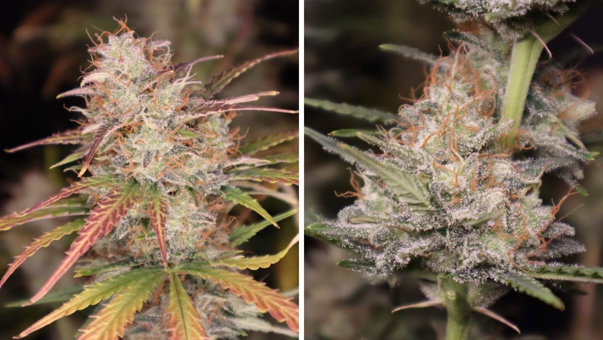 Orange Sherbet Auto Cannabis Strain Week-by-Week Guide: Resinous weed buds with faded sugar leaves ready for harvest