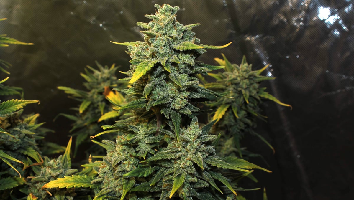 Chemdawg auto guide: history