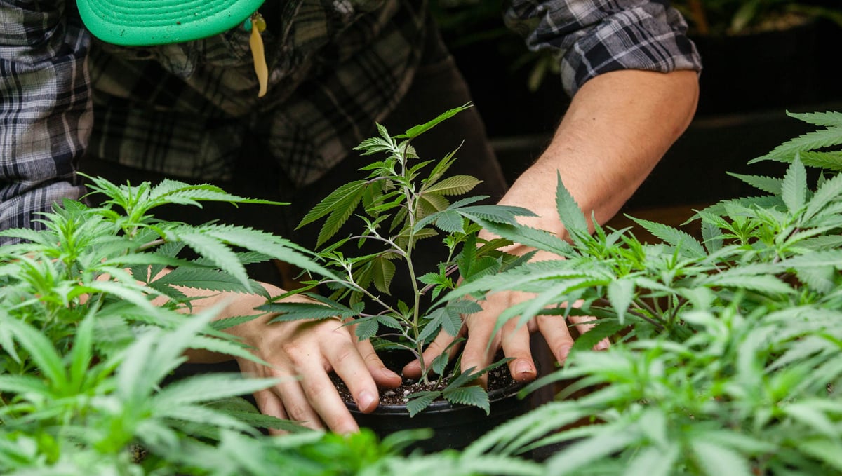 Top crop usage guide: experienced growers