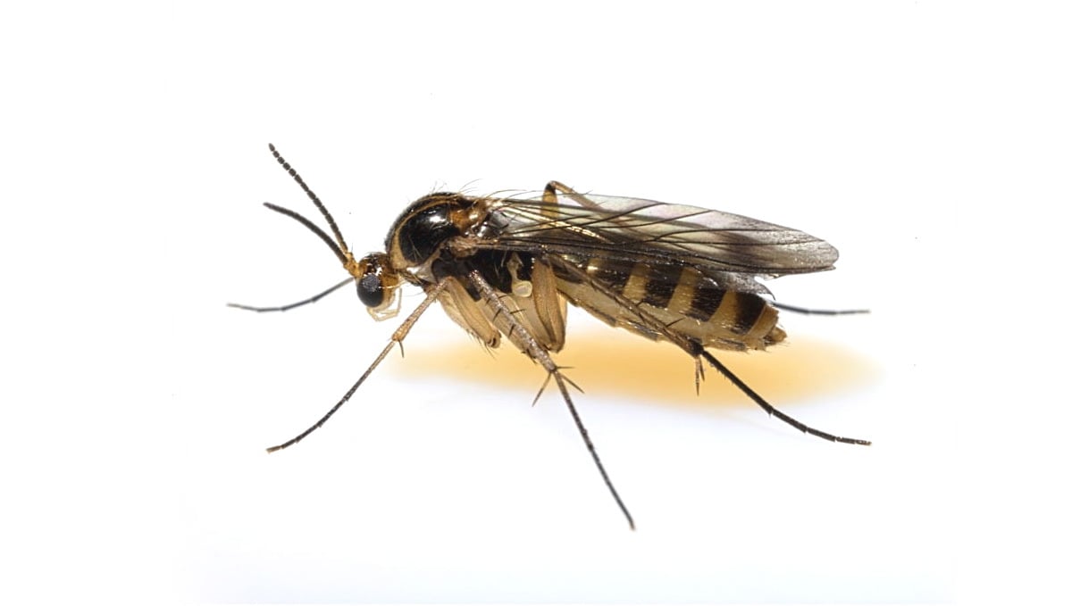 Most Common Pests In Cannabis: Fungus Gnats - How do They Look Like??