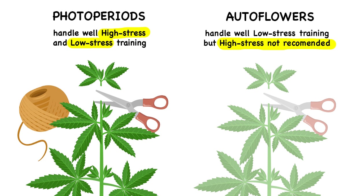 Photoperiods vs autoflowers: manteinance
