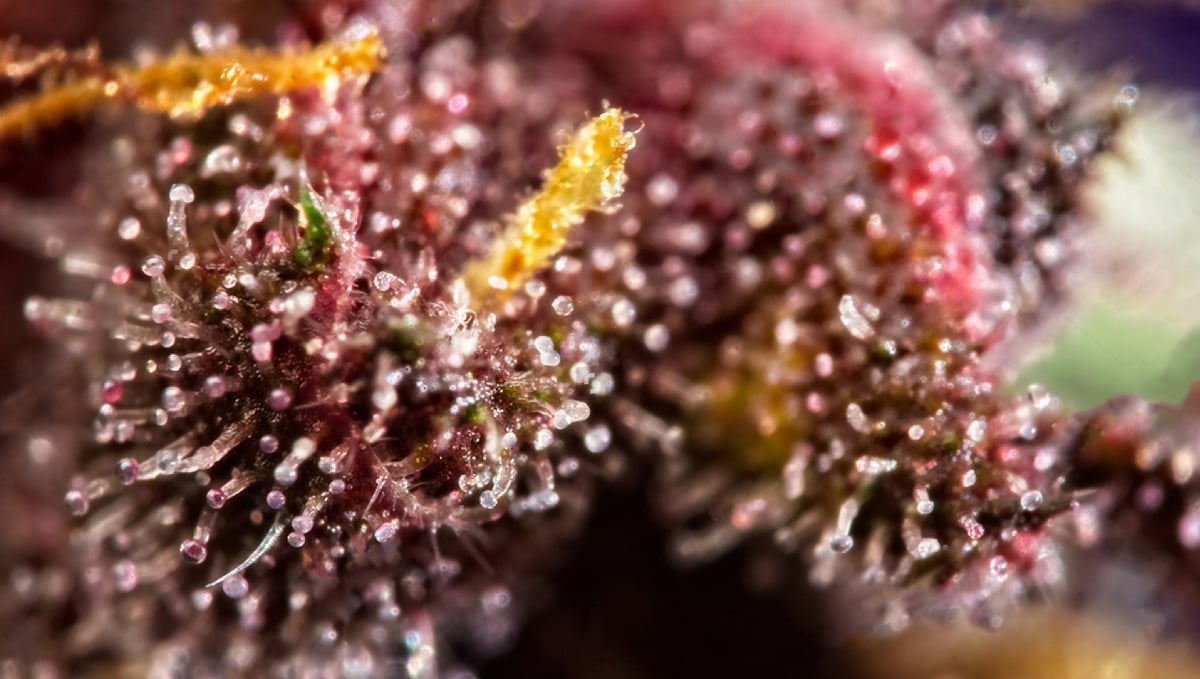 Porque as Flores de Cannabis Ficam Roxas?: partes roxas