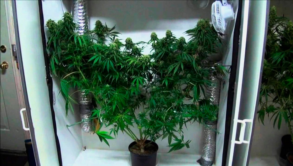 Turn your closet into a weed Narnia!