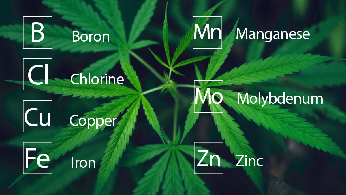 Cannabis Nutrition: Micronutrients