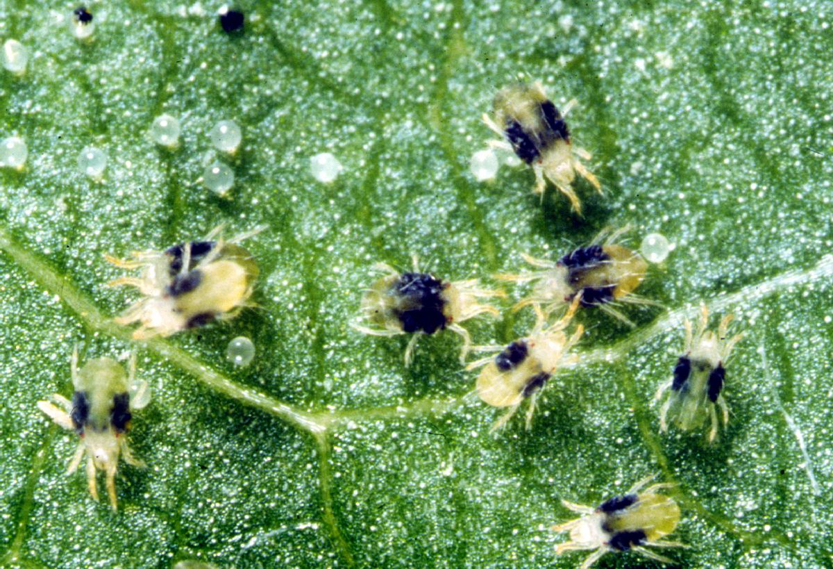 How to Get Rid of Spider Mites on Cannabis Plants?: Spider Mites