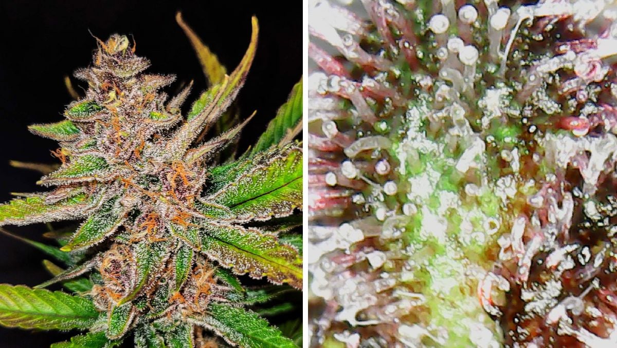 Gorilla Cookies Auto Cannabis Strain Week-by-Week Guide: Close-up of a bud